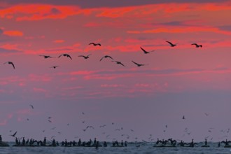 Graugans, Greylag Goose, Anser anser, Oie cendrée, Ánsar Común