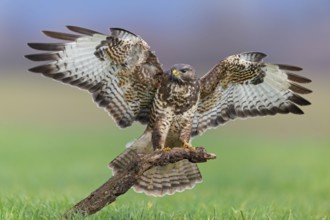 Mäusebussard, Common Buzzard, Buzzard, Eurasian Buzzard, Buteo buteo, Buse variable, Busardo