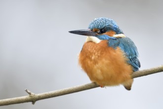 Common Kingfisher (Alcedo atthis) male perched on a branch, North Rhine-Westphalia, Germany