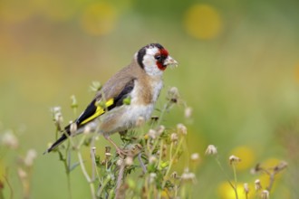 Stieglitz, Distelfink, Eurasian Goldfinch, Goldfinch, European Goldfinch, Carduelis carduelis,