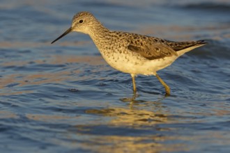 Teichwasserläufer, Marsh Sandpiper, Tringa stagnatilis, Chevalier stagnatile, Archibebe Fino