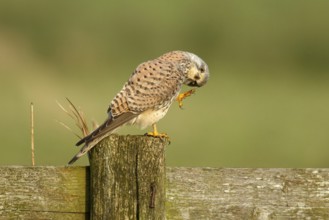 Torenvalk krabt zijn hoofd; Common Kestrel scratch his head;
