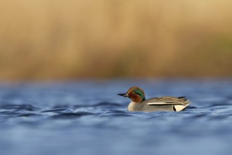 Wintertaling, Eurasian teal, Anas crecca