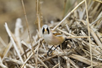 Bearded Reedling - Bartmeise - Panurus biarmicus ssp. russicus, Kazakhstan, adult male