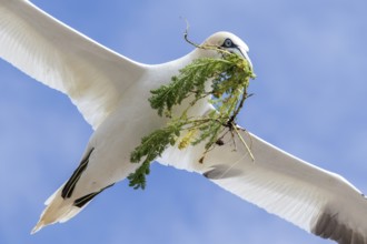 Northern Gannet (Morus bassanus) flying with nesting material in beak, Saltee Islands, Ireland