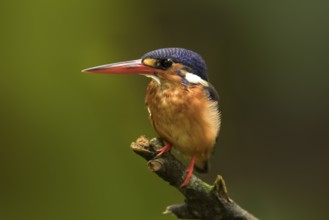 Blue-eared Kingfisher (Alcedo meninting) female, Selangor, Malaysia