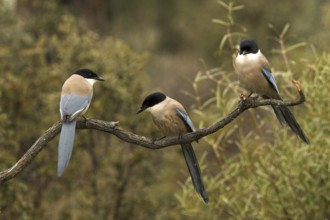 Iberian Magpie (Cyanopica cooki), Castile-La Mancha, Spain