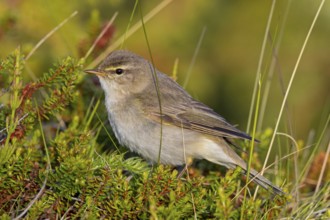 Fitis, Willow Warbler, Phylloscopus trochilus, Pouillot fitis, Mosquitero Musical