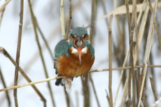 Common Kingfisher (Alcedo atthis) female perched in reedbed, regurgitating pellet,