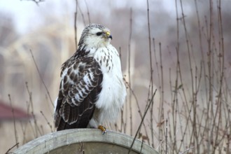 Common Buzzard (Buteo buteo) perched on a wooden partition wall in garden, Mecklenburg-Western