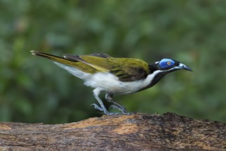 Blue-faced Honeyeater (Entomyzon cyanotis) perched on a tree trunk, Northern Territory, Australia