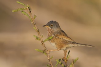 Tristrams Warbler - Atlasgrasmücke - Sylvia deserticola, Morocco, adult