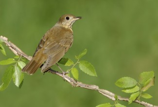 Veery (Catharus fuscescens), Texas, USA