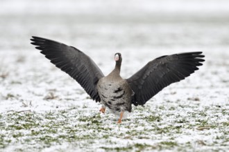 Greater White-fronted Goose (Anser albifrons) flapping on snowy field, North Rhine-Westphalia,
