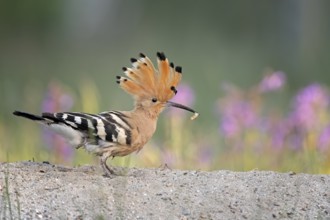 Eurasian Hoopoe (Upupa epops) perched on the ground with food in beak, Saxony-Anhalt, Germany