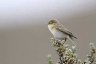 Klein, unauffällig, aber oho... Fitis *Phylloscopus trochilus* singend auf einem Sanddornbusch