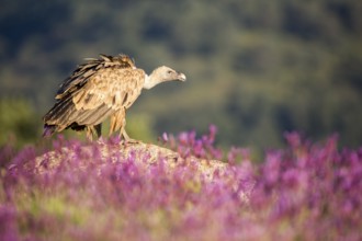 Griffon Vulture (Gyps fulvus) in field, Madrid, Spain
