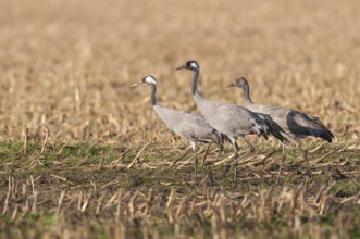 Common Crane (Grus grus) juvenile, Lower Saxony, Germany