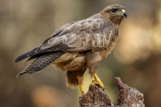 Common Buzzard (Buteo buteo), perched on a branch, Castile and Leon, Spain