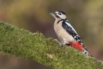 Great Spotted Woodpecker (Dendrocopos major) male climbing tree, Poland