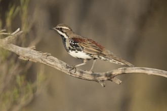Chestnut-breasted Quail-thrush (Cinclosoma castaneothorax) male perched on a branch, Victoria,