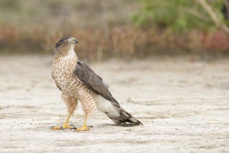 Cooper's Hawk (Accipiter cooperii) perched on the ground, Texas, USA