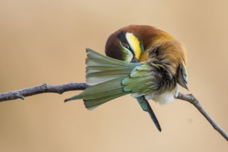 European Bee-eater (Merops apiaster) preening, Rhineland-Palatinate, Germany