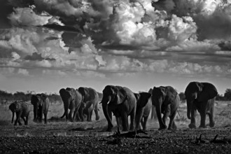 Black and white art photo. African safari. Herds elephant in the sand desert. Wildlife scene from