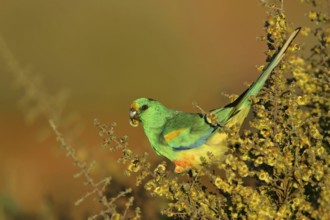 Mulga Parrot (Psephotellus varius) male, Victoria, Australia