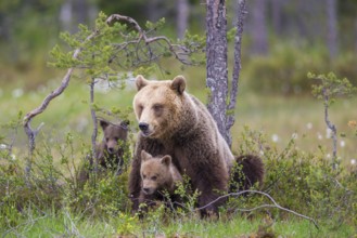 Eurasian Brown Bear (Ursus arctos) mother with cubs, Finland