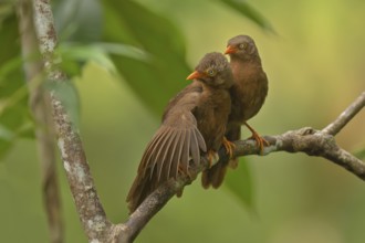 Ein Pärchen der in Sri lanka endemisch vorkommenden orange-billed babbler