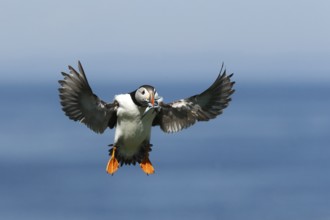 Atlantic Puffin (Fratercula arctica) incoming, carrying sandeels in bill, Farne Islands, United