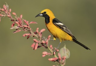 Hooded Oriole (Icterus cucullatus) male, Arizona, USA