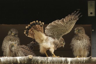 Common Kestrel (Falco tinnunculus) juvenile, Lower Saxony, Germany