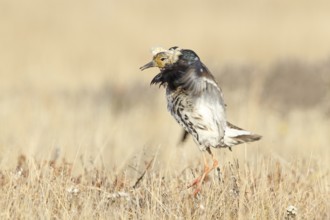 Ruff (Calidris pugnax) male mating, Alaska, USA