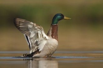 Mallard (Anas platyrhynchos) male, Utrecht, Netherlands