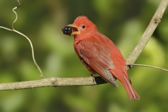 Summer Tanager (Piranga rubra), Texas, USA