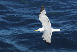 Yellow-legged Gull (Larus michahellis) flying, Mallorca, Spain