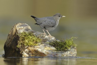 American Dipper (Cinclus mexicanus), British Columbia, Canada