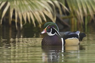 Wood Duck (Aix sponsa) male, Arizona, USA