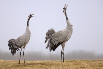 Common Crane (Grus grus) courting, Vaestergoetland, Sweden