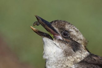 Laughing Kookaburra (Dacelo novaeguineae), Australian Capital Territory, Australia
