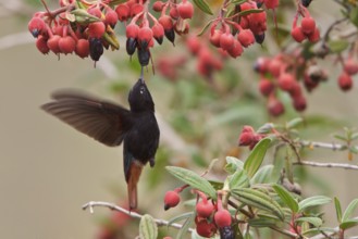Black-hooded Sunbeam (Aglaeactis pamela) flying while feeding at a flower in Bolivia, South America