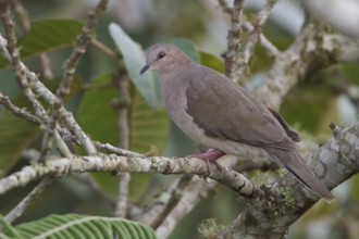 White-tipped Dove (Leptotila verreauxi) perched on a branch in Bolivia, South America