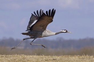 Common Crane (Grus grus) flying, Vaestergoetland, Sweden