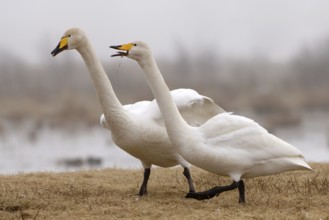 Whooper Swan (Cygnus cygnus) mating, Vaestergoetland, Sweden