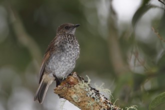 Photographed on the Island of Hawaii.Endemic to the Island of Hawaii