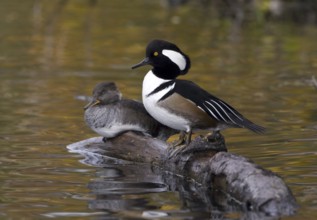 Hooded Merganser (Lophodytes cucullatus), British Columbia, Canada