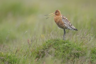 Bar-tailed Godwit (Limosa lapponica) calling, Iceland