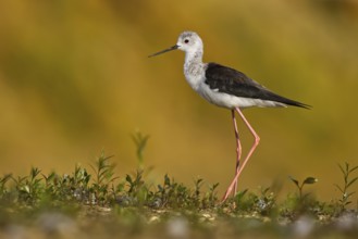 Black-winged Stilt (Himantopus himantopus) female foraging, North Rhine-Westphalia, Germany